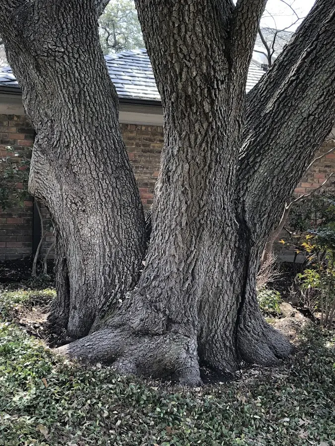 Mature heritage tree close to a Chattaroy property cared for by certified arborists